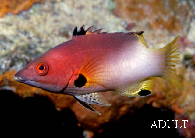  Bodianus axillaris (Axilspot Hogfish)